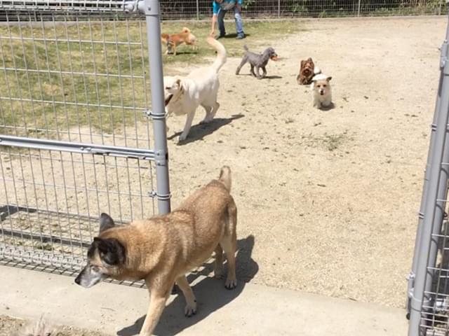 ドッグランからでるワンちゃん